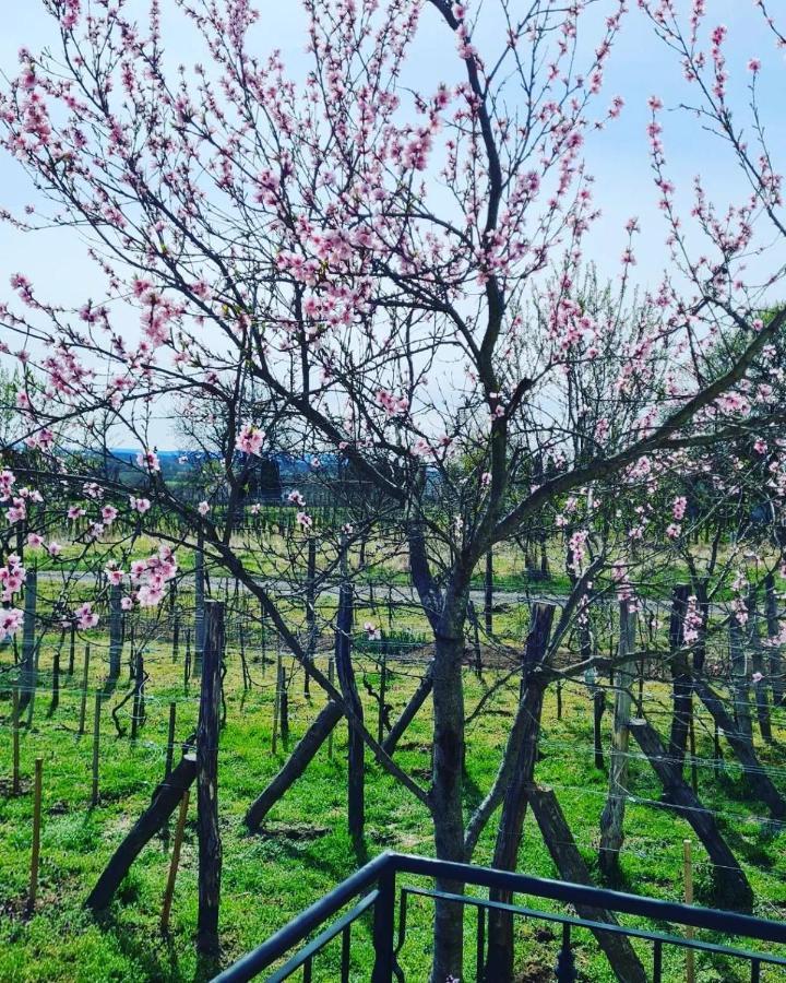 Jera Pince Es Vendeghaz Villa Somlovasarhely Bagian luar foto